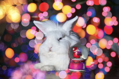 Mutlu Noeller. Rabbit Lionhead ve çok renkli çember bokeh arkaplanı.