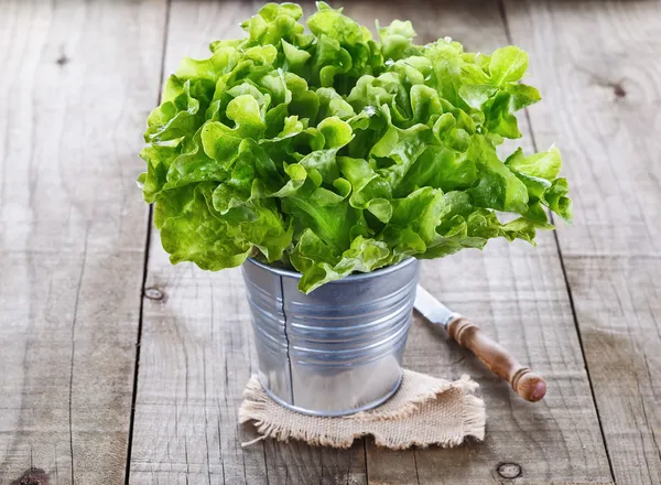 Zöld saláta, rusztikus, fából készült háttér — Stock Fotó