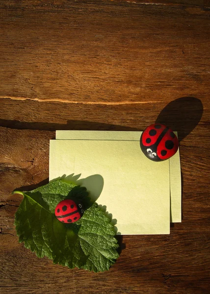 Ladybird and paper — Stock Photo, Image