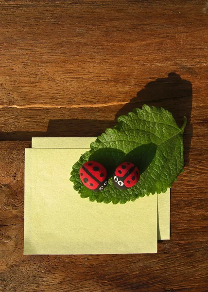 Ladybird and paper — Stock Photo, Image