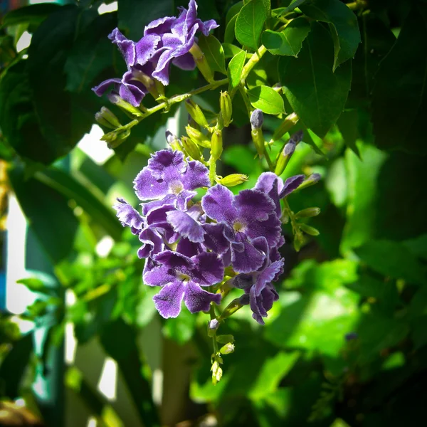 Duranta nebo holub berry — Stock fotografie