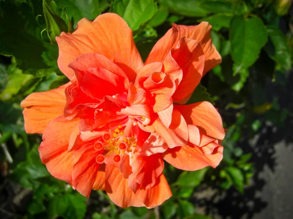 Kinesiska steg eller kinesisk hibiskus — Stockfoto