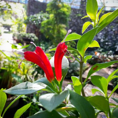 aeschynanthus sp. veya gesneriaceae