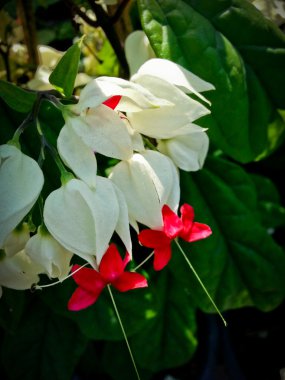 clerodendrum thomsoniae veya bagflower