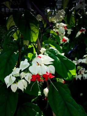 clerodendrum thomsoniae veya bagflower