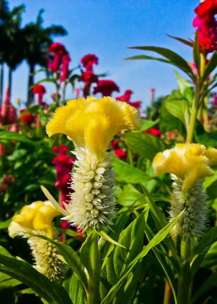 Кокскомб или китайский шерстяной цветок — стоковое фото