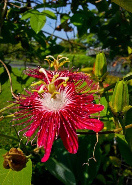 Passionsblommeväxter eller passiflora x alato-caerulea lindl — Stockfoto