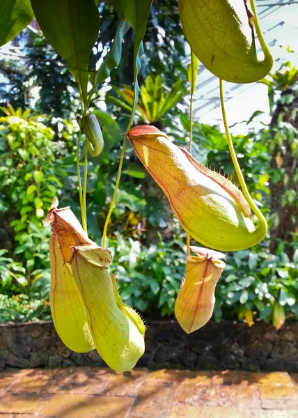 Monkey koppar eller nepenthes — Stockfoto