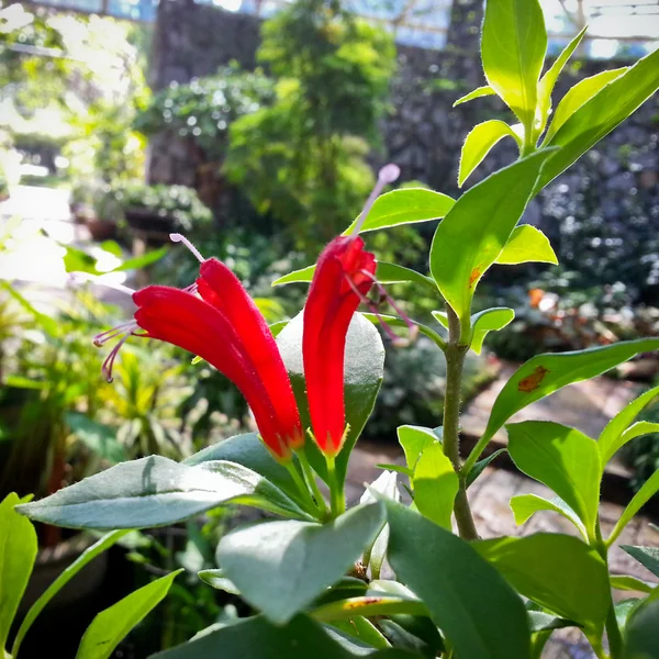 Aeschynanthus sp. or gesneriaceae — Stock Photo, Image