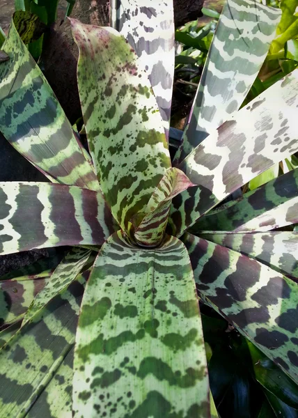 Tillandsia flabellata piekarz — Zdjęcie stockowe