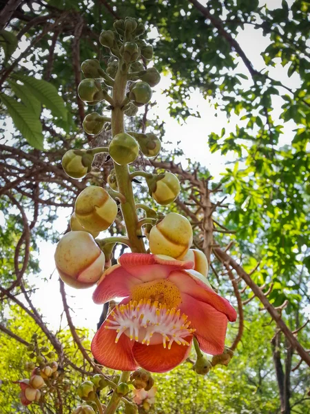 Cannonball tree or sal of india — Stock Photo, Image