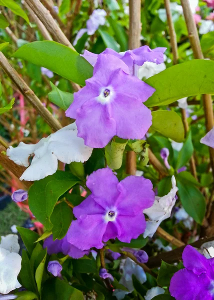 Yesterday today and tomorrow flowers, or brunfelsia uniflora poh — Stock Photo, Image