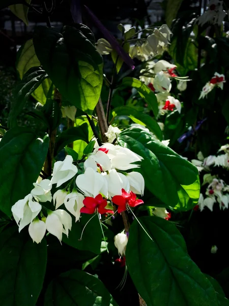 Clerodendrum thomsoniae or bagflower — Stock Photo, Image