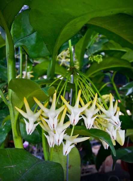 Hoya multiflora blume of asclepiadaceae — Stockfoto