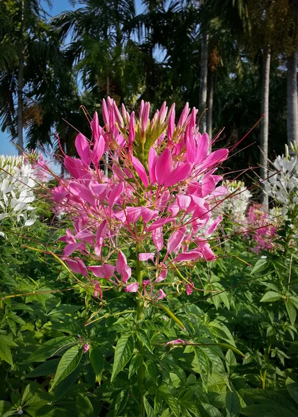 Flor araña Imágenes De Stock Sin Royalties Gratis