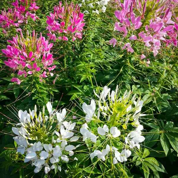 蜘蛛花 免版税图库图片