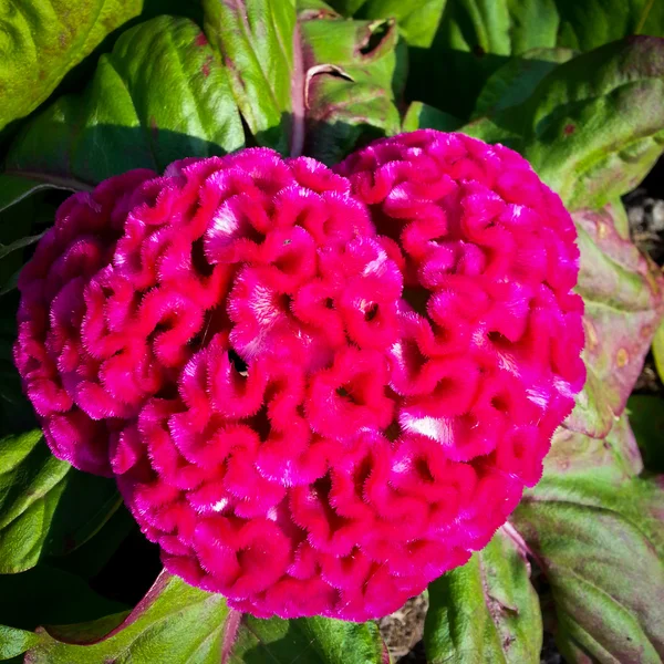 Кокскомб или китайский шерстяной цветок Стоковое Фото