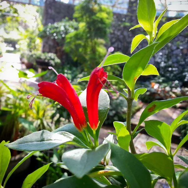 Aeschynanthus sp. eller gloxiniaväxter Stockfoto