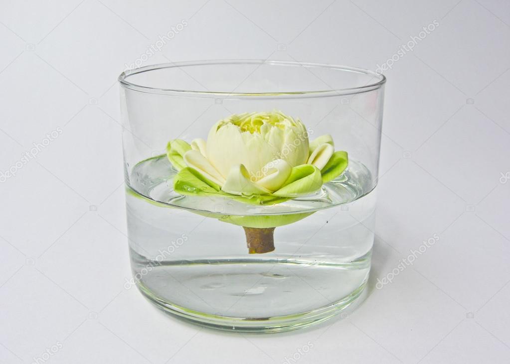 depositphotos_40465285-stock-photo-water-lily-in-vase.jpg