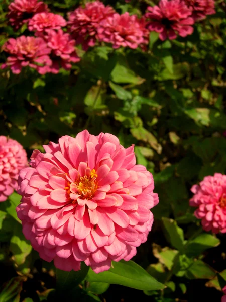 Zinnia eller zinnia violacea cav. — Stockfoto