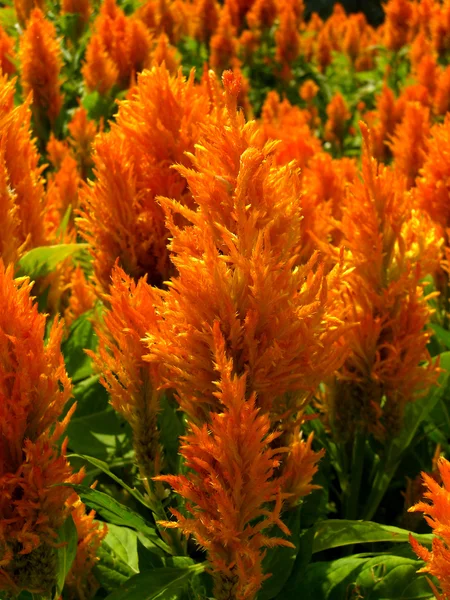 Gul fjäderprydda cockscomb blomma eller celosia argentea — Stockfoto