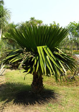 Küba petticoate palm veya copernicia macroglossa