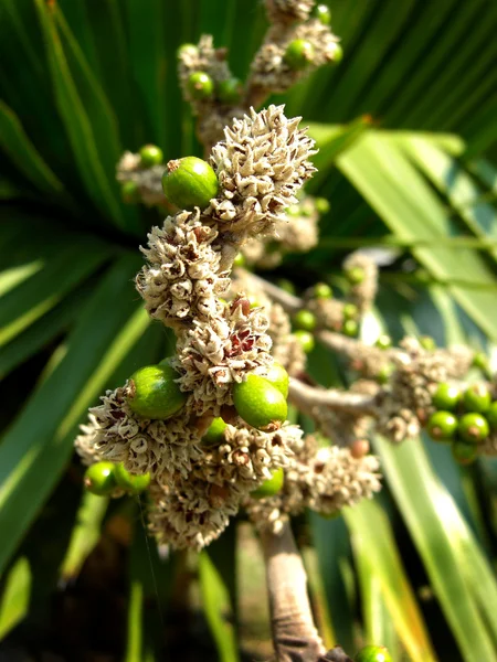 Blommor av kubanska petticoate palm eller copernicia macroglossa — Stockfoto