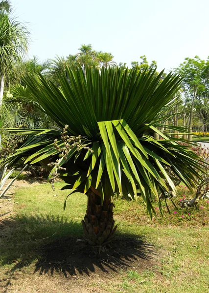 Cuban petticoate palm or copernicia macroglossa — Stock Photo, Image