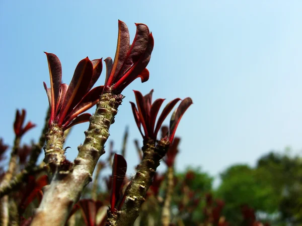 Impala lily adenium eller adenium obesum eller Oleanderväxter — Stockfoto