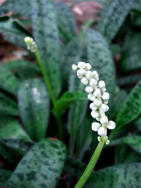 Drimiopsis maculate ou hyacinthacées — Photo