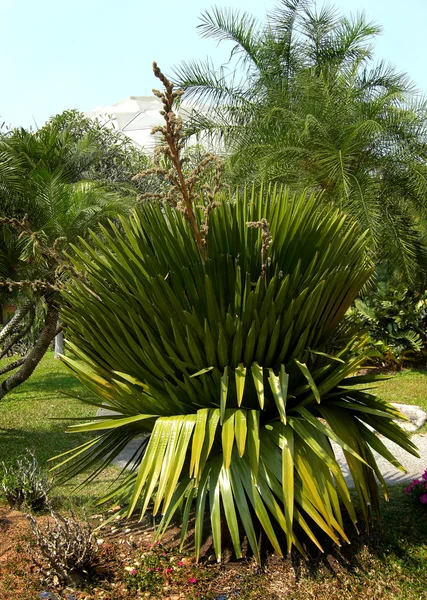 Petticoato de cuba palma ou copernicia macroglossa — Fotografia de Stock