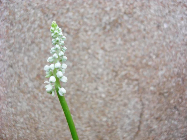 Drimiopsis maculate eller hyacintväxter — Stockfoto