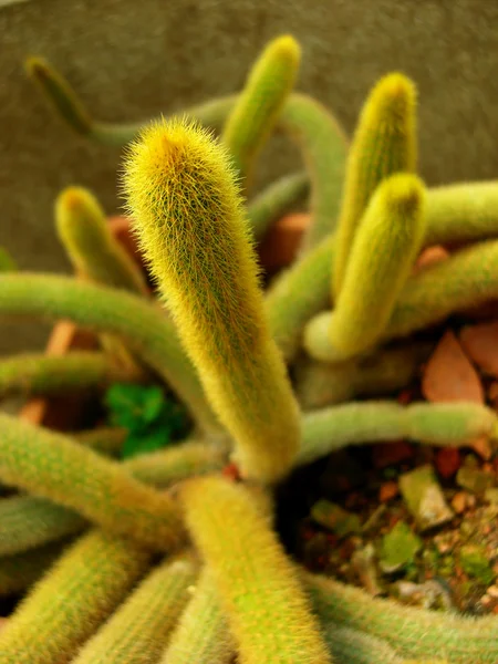 Cleistocactus winteri ou cactaceae ou cauda de rato dourada — Fotografia de Stock