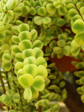 portulacaria afra veya fil bush