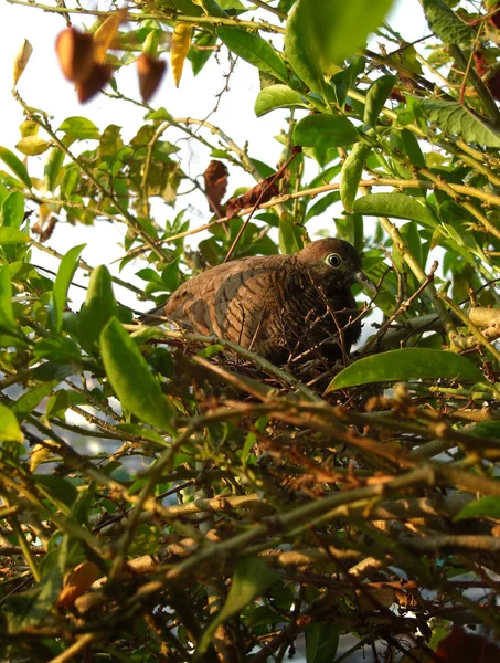 Dove in the nest — Stock Photo, Image