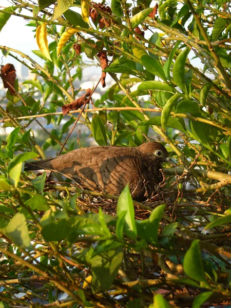 Pomba no ninho — Fotografia de Stock