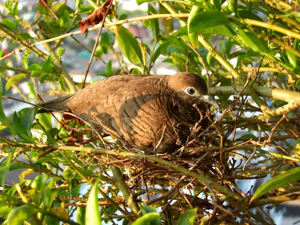 Dove in the nest — Stock Photo, Image