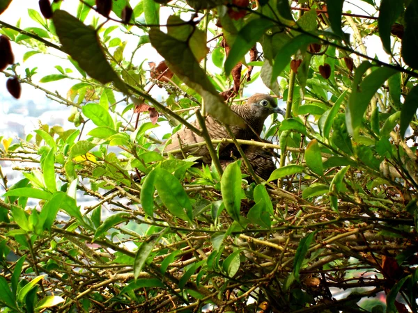 Las palomas se aparean —  Fotos de Stock