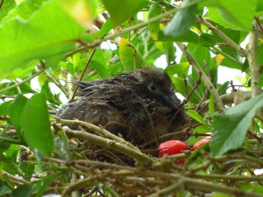 yuvadaki Dove nemlendirici
