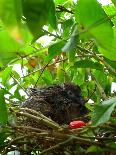 Soaking dove in the nest — Stock Photo, Image