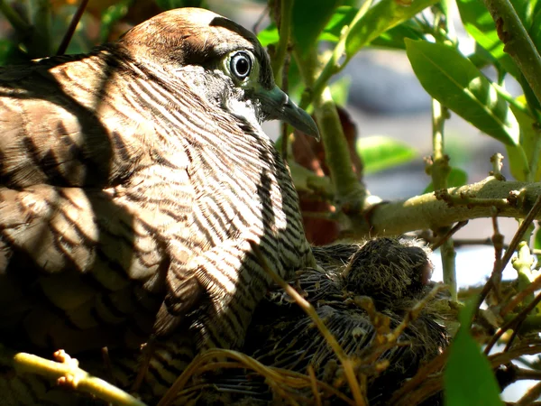 Kumru ve bebek — Stok fotoğraf