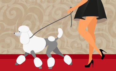 Onu fino köpeği ile zarif kadının yürüyüş