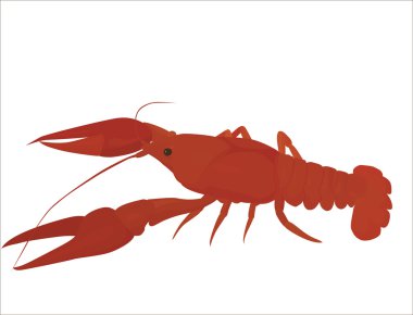 red crayfish clipart