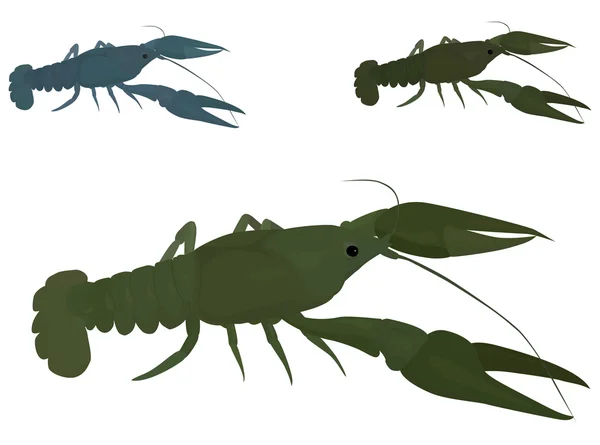 Although the crayfish has an inflexible cephalothorax