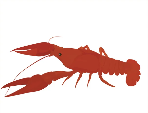 红色小龙虾 — 图库矢量图片