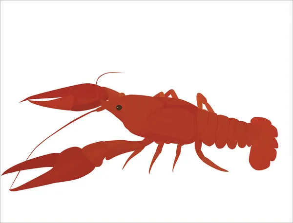 Red crayfish — Stock Illustration Red crayfish Stock Illustration