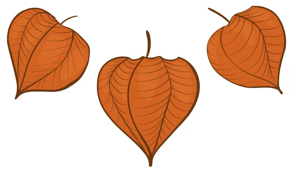 Physalis Oranje Contour Lijn Vector Icoon Geïsoleerde Illustratie Witte Achtergrond — Stockvector