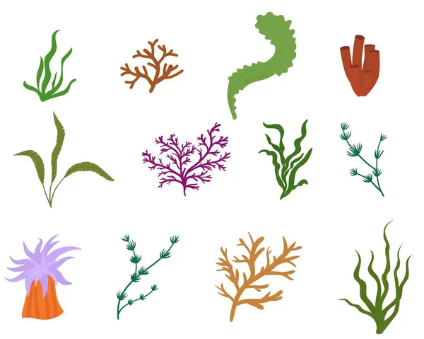 Set Flat Algae Seaweeds Isolated White Vector Illustration Underwater Plants — Stock Vector