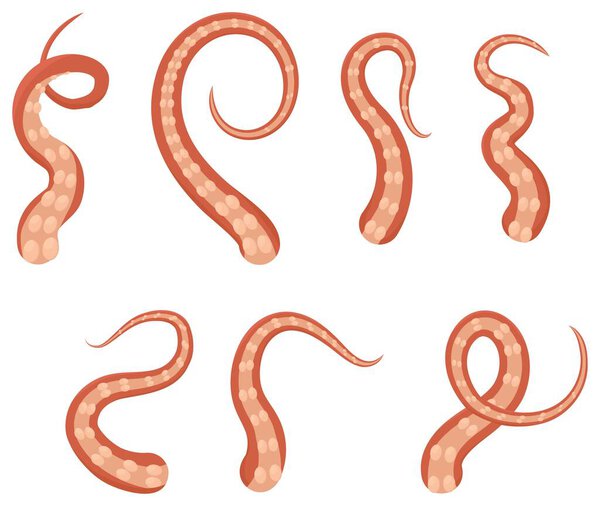 Octopus waved tentacle isolated on white background, fresh seafood. Kraken or Squid part, underwater marine animal, vector illustration.