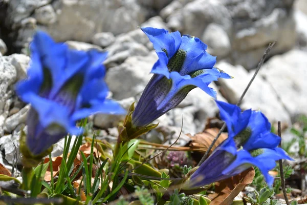 Three blue folwers of mountain among the Abruzzo rocks — Stock Photo, Image